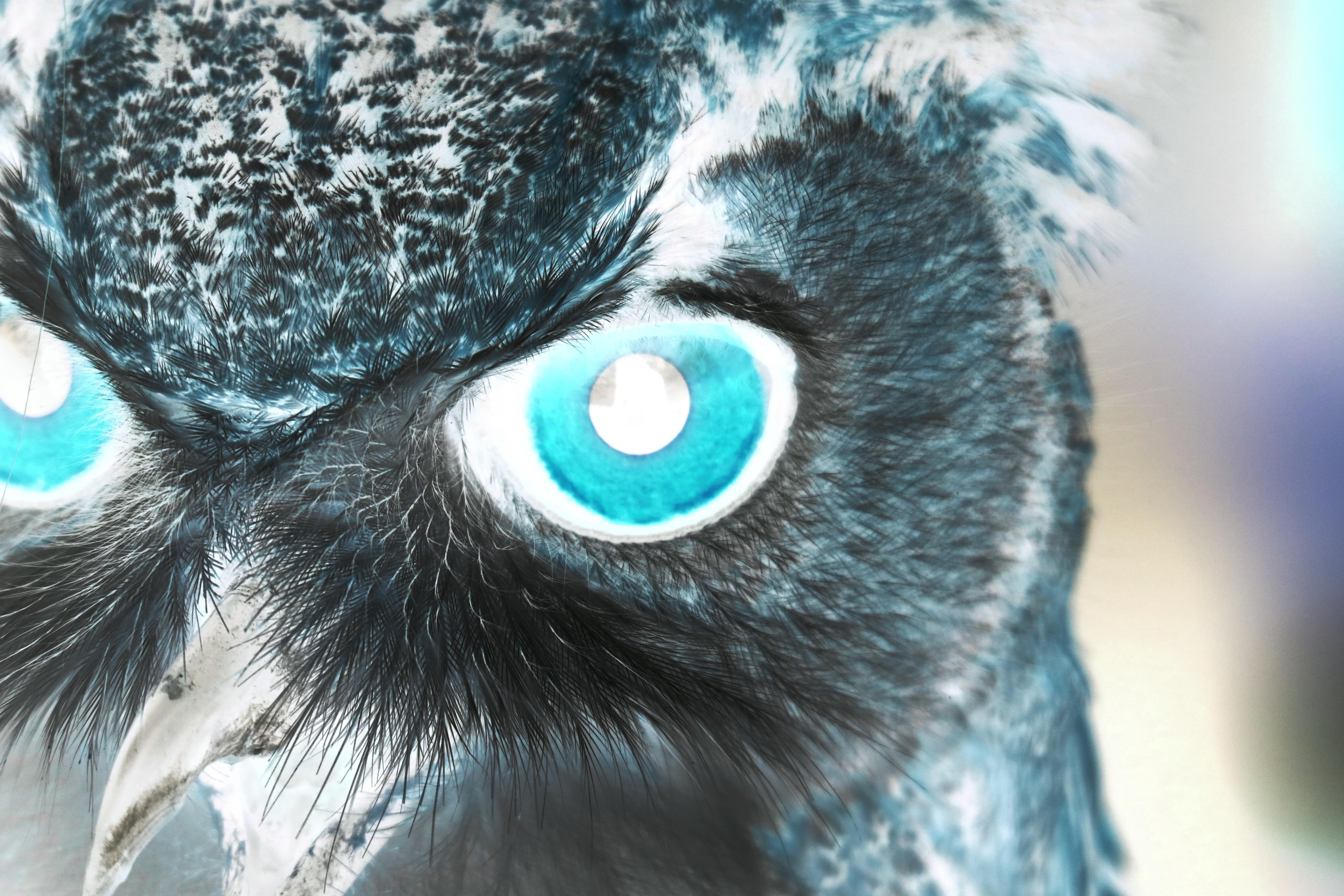 Red eyed owl image inverted