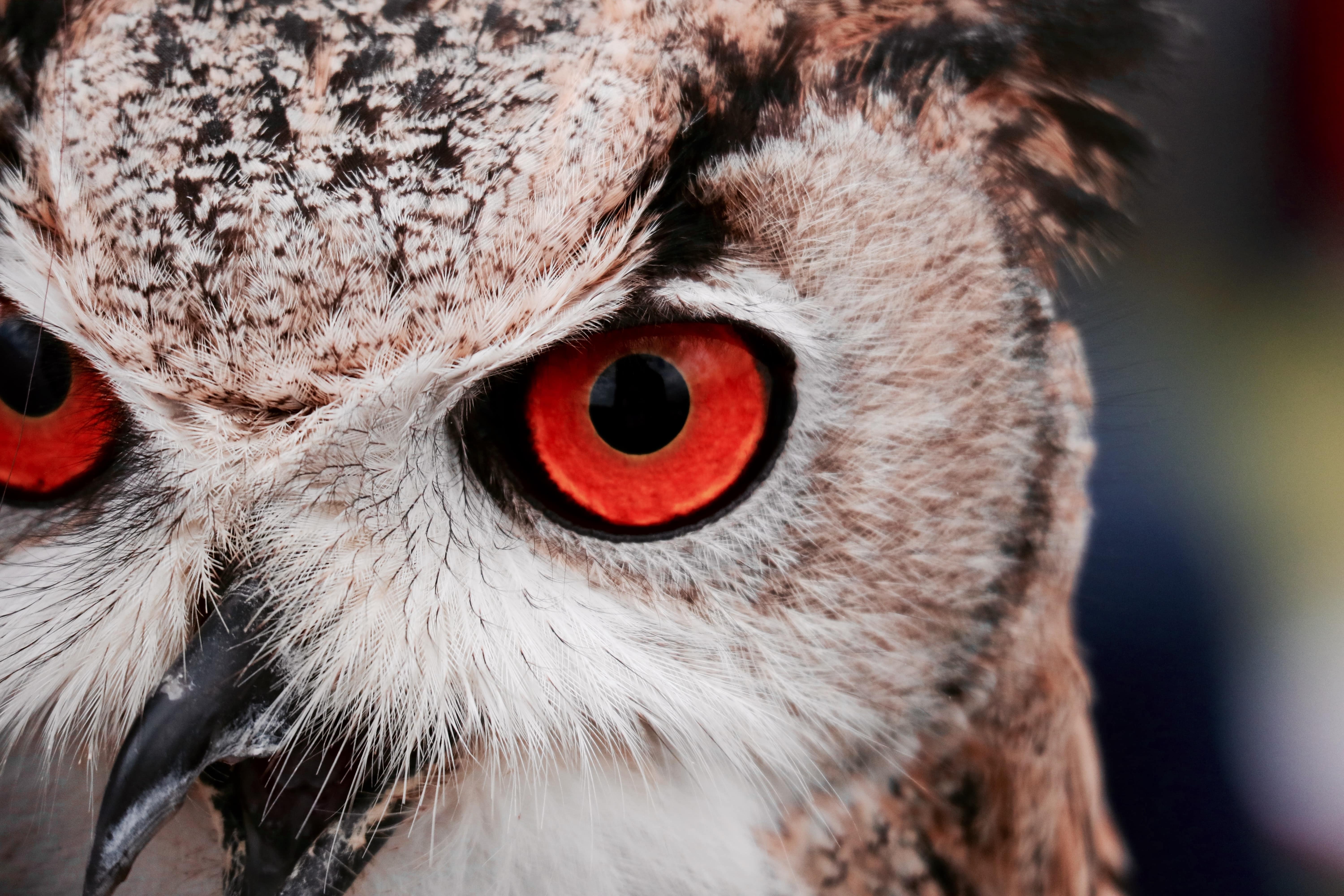 Red eyed owl image