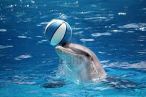 dolphinball.jpg