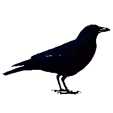 crow image