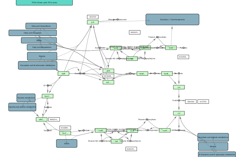 https://raw.github.com/idekerlab/KEGGscape/master/docs/images/edgeBandledNetwork.png