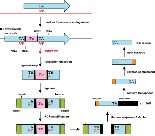 tnseq workflow