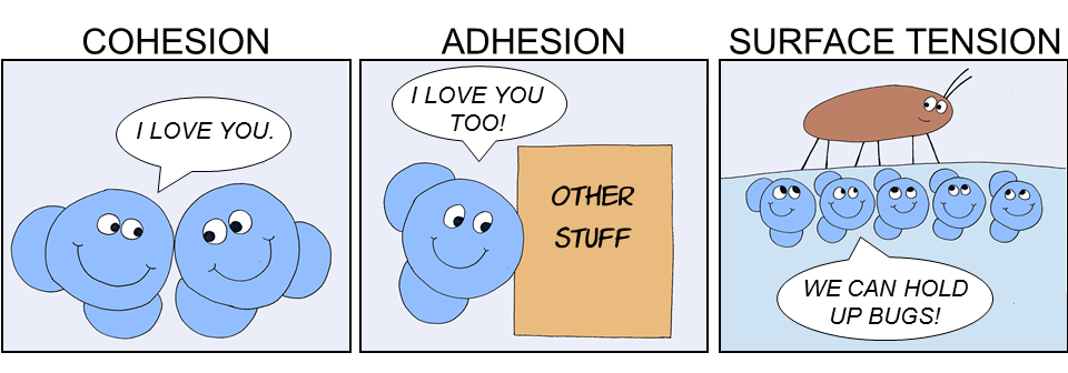 Water's properties of cohesion, adhesion, and surface tension.