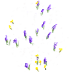 flowers-mixed.png
